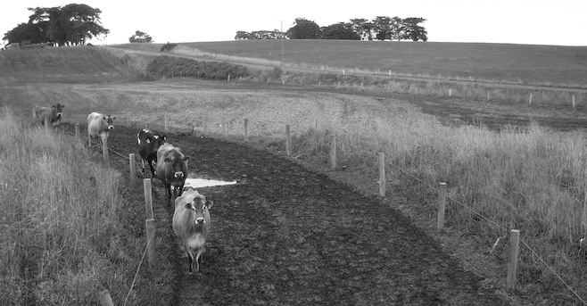AU Cow Country